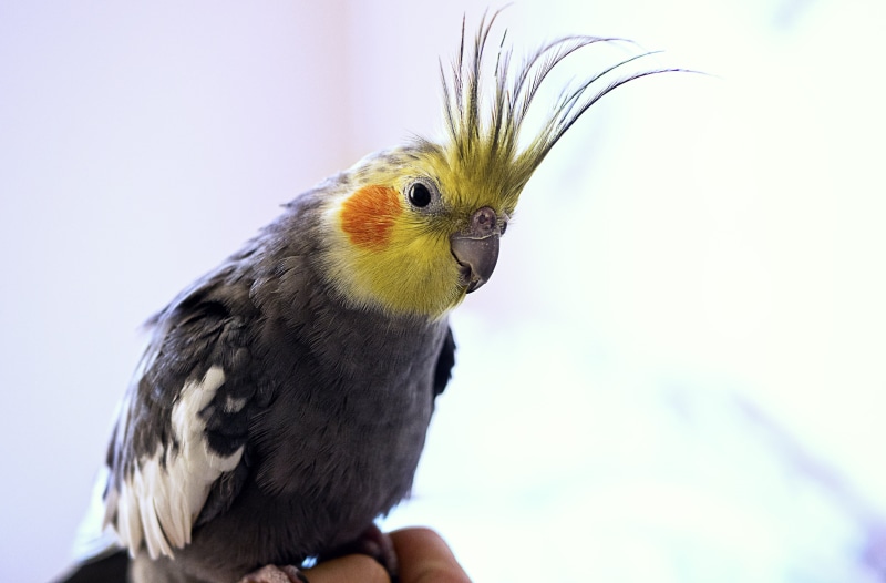 4K, wildlife, exotic, animal, lens, pets, animals in the wild, tropical, no people, close-up, animal wildlife, feather, fauna, focus on foreground, wings