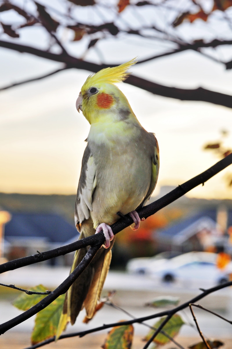 day, bird, wild, side view, perching, animal, tiel, wing, crest, australian bird, pet, full length, nature, twig, feather, yellow bird, colorful, domestic animal