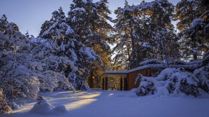 pine family, snow, winter, europe, forest, 5K, trees, morning, nature, snowy, fir, house, spruce, conifer, sweden