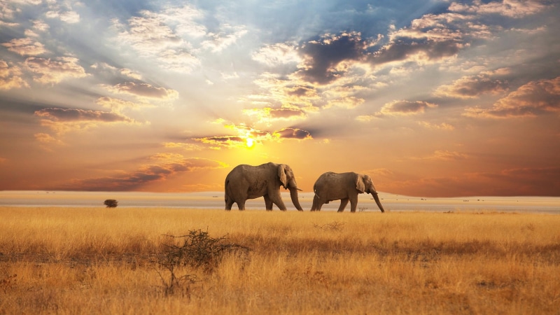 gray, patrolling, two, beautiful, savannah, sunset, elephants, 2K, africa, 3d and abstract