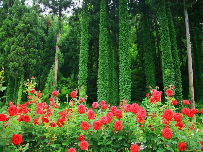3d and abstract, 1080P, nature, tropical, summer, forest, green, roses, beautiful, flowers