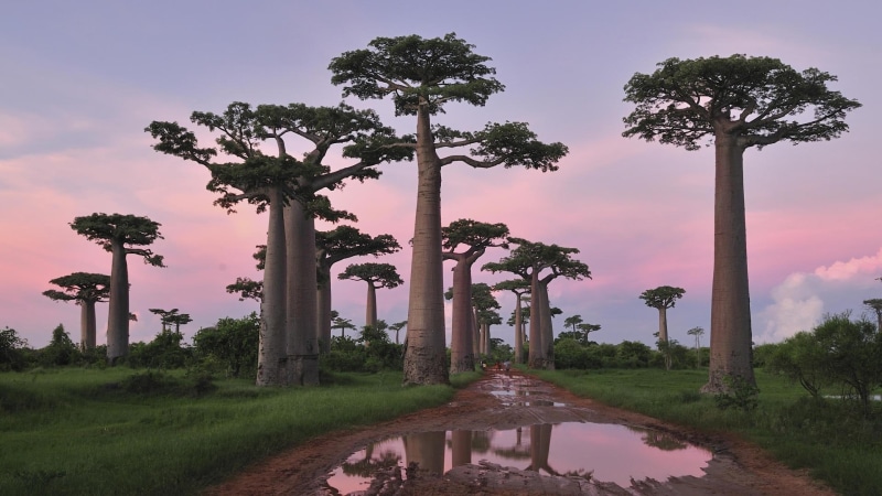 1080P, baobabs, tree, 3d and abstract, nature