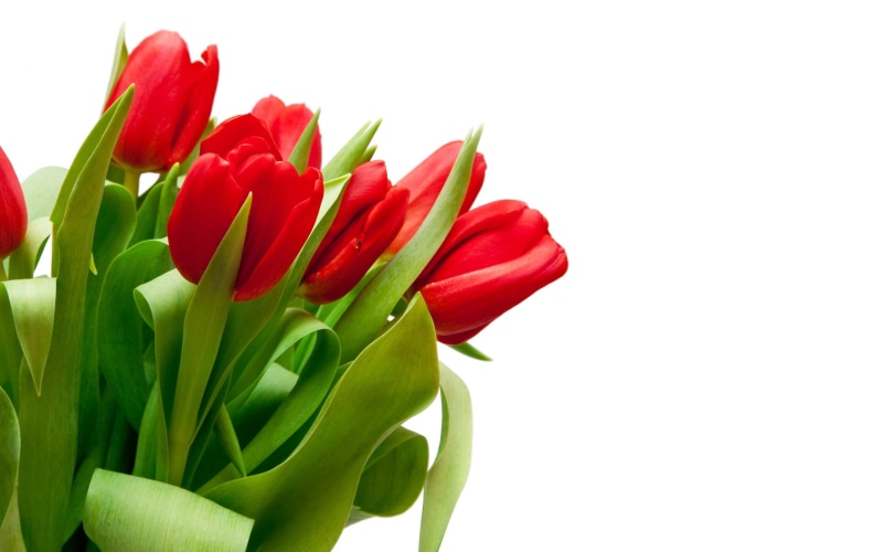 nature, white, tulips, petal, 2K, tulip, red, flower, 3d and abstract, background