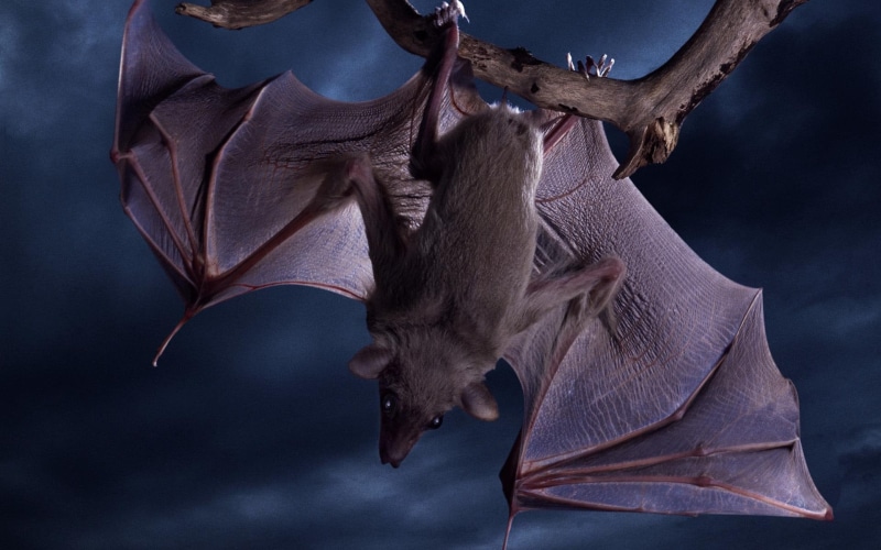 bat, 1080P, digital, 3d and abstract, vampire, abstract, beautiful