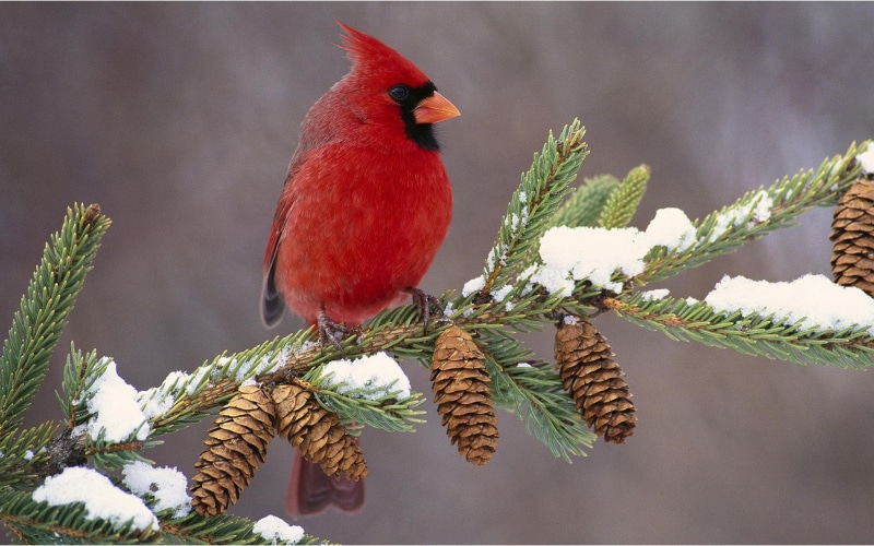animals, birds, cardinals, cardinal, gorgeous, winter, 1080P, male