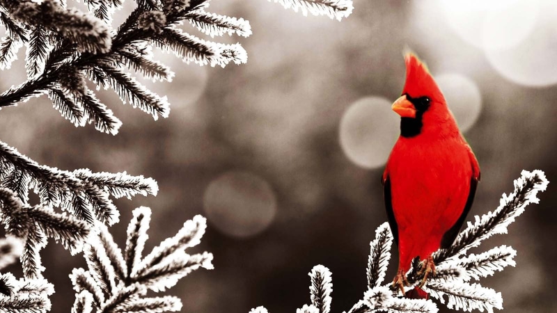 tree, perching, animal themes, christmas ornament, northern, pine tree, frost, animal wildlife, 720P, coniferous tree, nature, bird, no people, animal