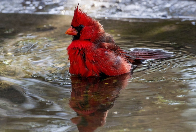 cardinal, animal, day, water, lake, wildlife, waterfront, animal wildlife, animals in the wild, one animal, animal themes, vertebrate, outdoors, close-up