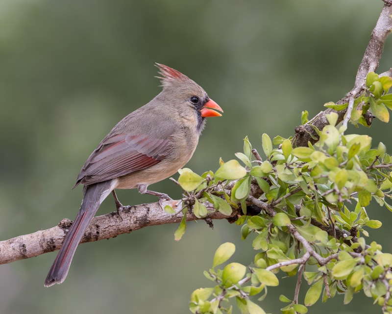 wildlife, Northern Cardinal, 2K, red, outdoors, red Cardinal, tree, animal, Cardinal Bird, cardinal, northern, tree branch, branch, nature, bird, Female