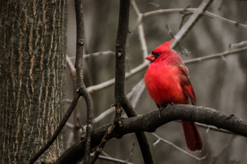 Michigan, red Cardinal, Cardinal bird, tree, United States, 1080P, cardinal, twig, bird, red