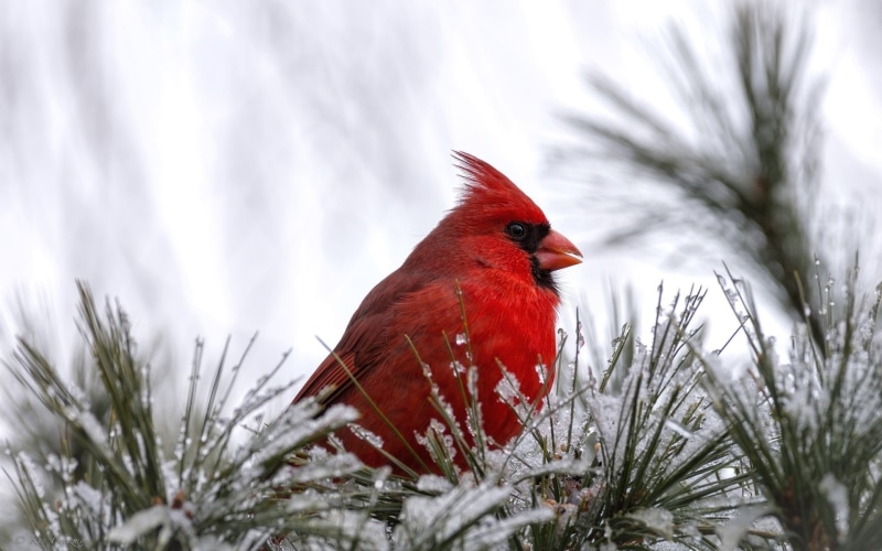 1080P, bird, cardinal, red bird