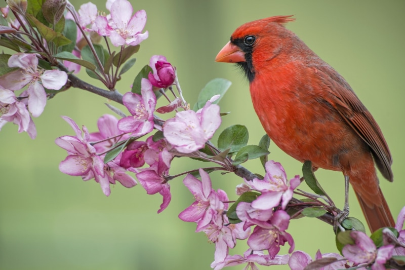 spring, 1080P, Apple, Red cardinal, branch, flowering, flowers, cardinal, bird