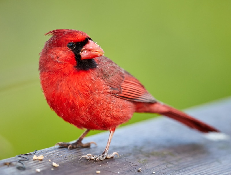 red Cardinal, nature, water birds, outdoor, 4K, red, wood, wings, wood plank, animal, 4L, brown wood, Everglades, Cardinal bird, USM, outdoors, Canon EF