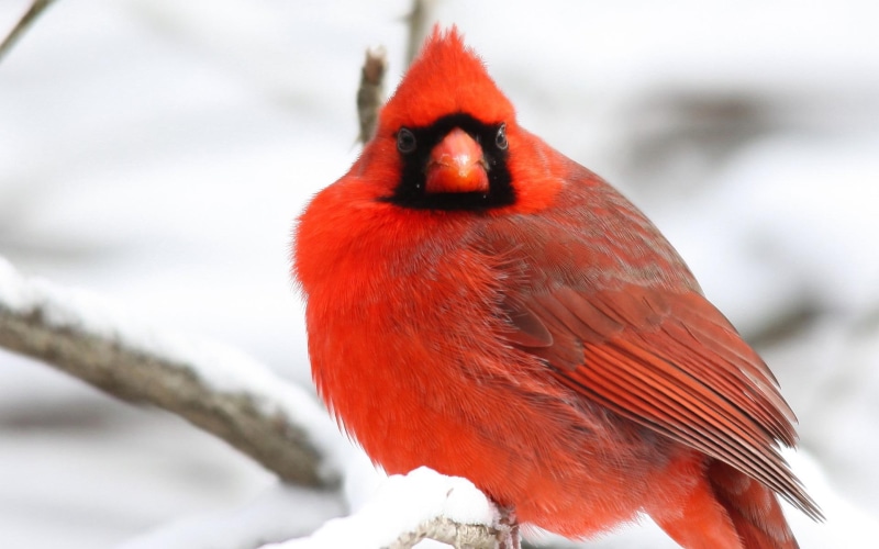 tree, cardinal, winter, red, branches, bird, bokeh, 1080P, snow, background, birds