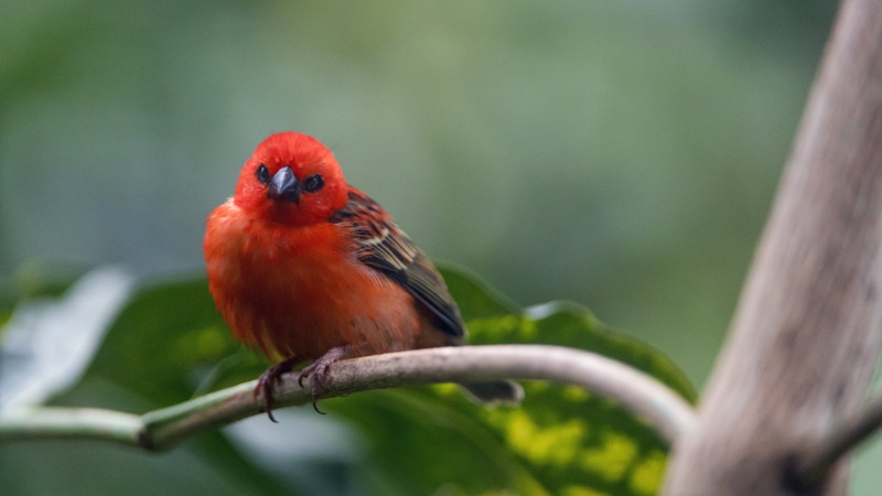 red  fody, nikon  d5, cardinal, branch, wildlife, Cardinal bird, red, cute, fody, nature, red fody, tree, bird, small, 5K, zürich  zoo, switzerland, animal
