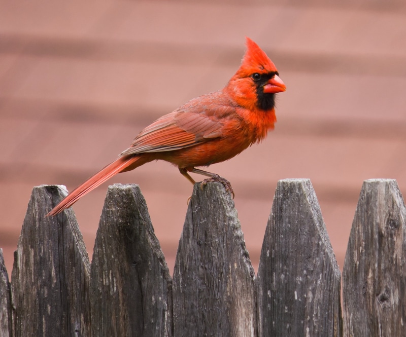 magazine, Challenge, CPM, Photo, cardinal, fence, outdoors, nature, colored  pencil, northern, Northern Cardinal, animal, bird, Cardinal bird, 1080P