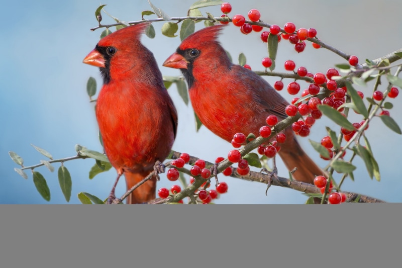 couple, bird, cardinal, The red cardinal, red, 1080P, cardinals, branches, berries