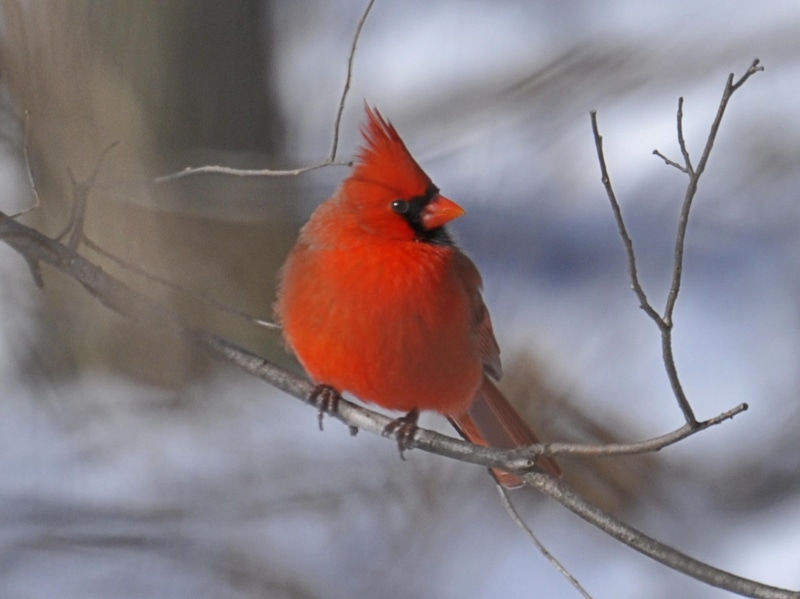 cardinal, 2K, close, winter, focus on foreground, one animal, cardinal - bird, photography, plant, animals in the wild, outdoors, tree branch, animal wildlife