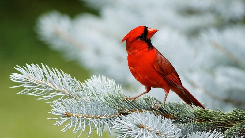 red, Cardinals, animals, 1080P, birds