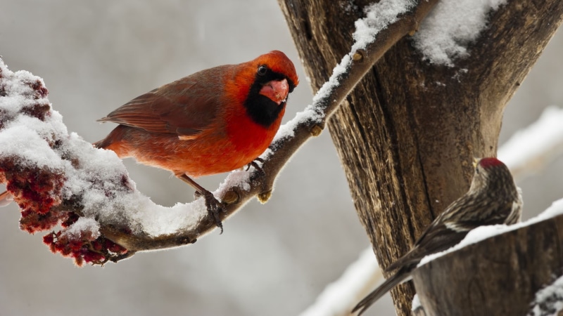 focus on foreground, 1080P, birds, nature, animal wildlife, trunk, winter, bird, plant, outdoors, branch, red, animal, no people, snow, day, tree, vertebrate