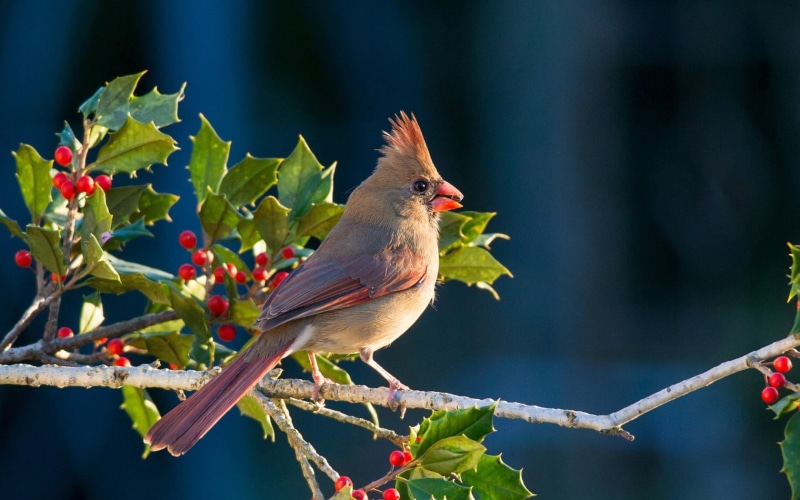 Cardinals, vertebrate, animals, close-up, beauty in nature, bird, no people, one animal, songbird, focus on foreground, animal, tree, plant, perching, nature