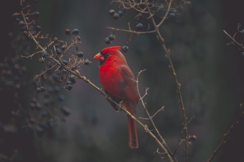selective, no people, vertebrate, animal, red, animals in the wild, tree, animal themes, focus on foreground, beauty in nature, one animal, focus, 4K