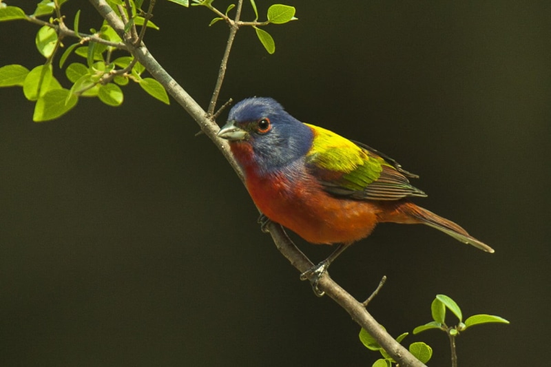 bird, animal, 480P, photo, Painted Bunting, wildlife, North America, bunting, branch, nature, Cardinals, Birds  Texas, USA, perching, tree