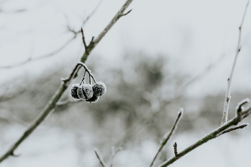 branch, weather, white, Close-ups, 4K, nature, day, snowy, twig, closeup, cold temperature, ups, plant, one animal, cold, close-up, animal, ice, outdoors