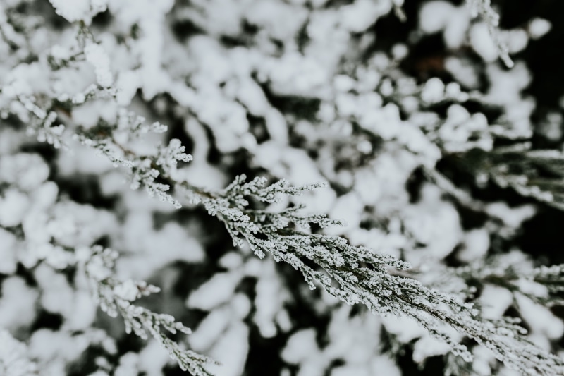 weather, animal themes, abstract, no people, winter, focus on foreground, tree, ice Crystal, day, plant, beauty in nature, plant part, cold temperature