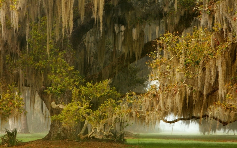 nature, lake, remote, green, grass, shrubs, no people, landscape, tranquil scene, tranquility, brown, beauty in nature, water, oak, growth, scenics - nature