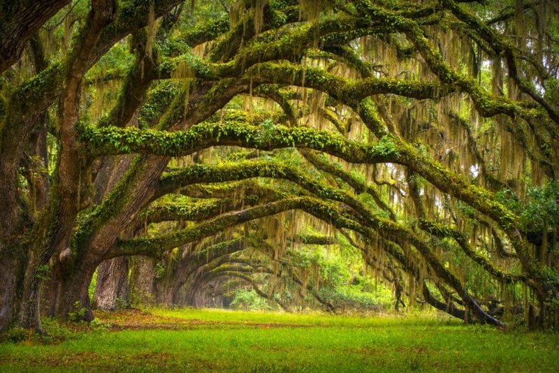 trees, field, beauty in nature, tree, tree trunk, lush foliage, green, grass, land, foliage, oak trees, moss, outdoors, no people, trunk, landscape, environment