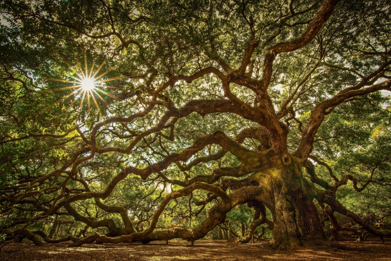plant, low angle view, sky, forest, 5K, angel oak tree, lens flare, sunbeam, day, no people, sunlight, branch, tranquility, land, tree trunk, nature, tree