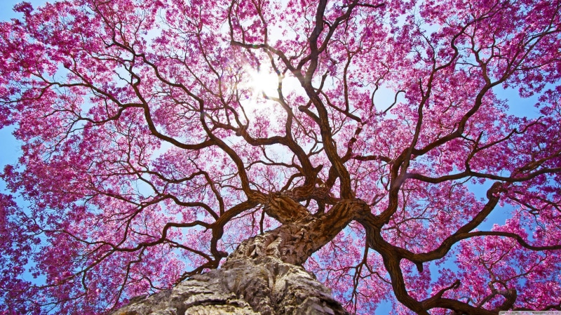 nature, trunk, low angle view, tree trunk, tree, branch, purple, directly below, springtime, flowering plant, 2K, no people, oak trees, sky, cherry tree