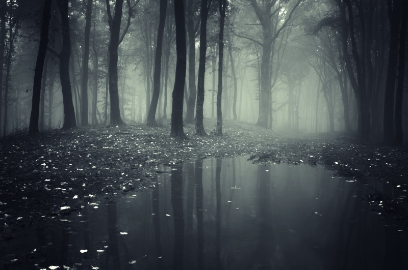 wood, 4K, nature, forest, smoke, oak trees, landscape