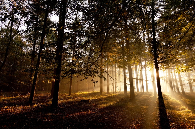 streaming, tree, tree trunk, plant, road, scenics - nature, change, landscape, growth, nature, non-urban scene, forest, land, direction, trees, beauty in nature