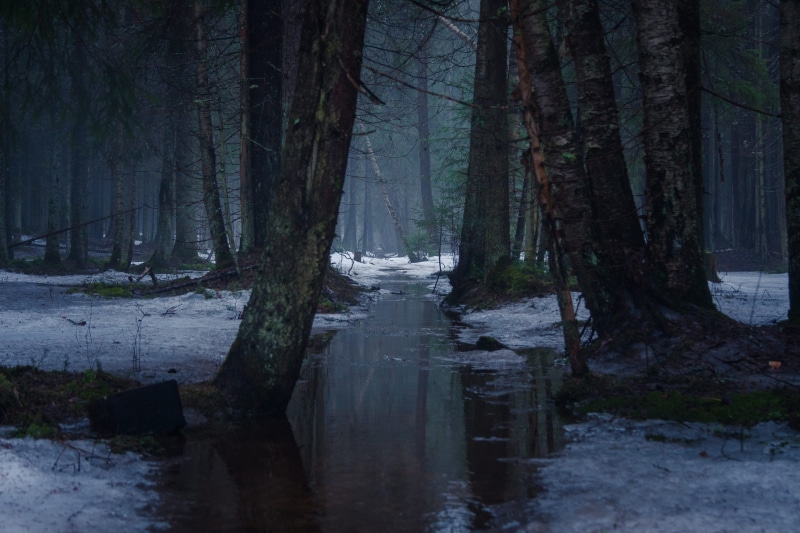 tranquil Scene, ice, frozen, landscape, surface, 4K, plant, water, nature, trunk, beauty in nature, non-urban scene, Dark Forest, tranquility, no People