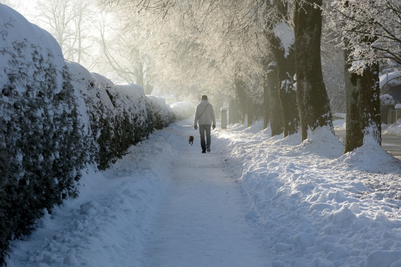 season, real people, frost, the way forward, one person, light, pet, cold - Temperature, snow, outdoors, 5K, branches, away, field, sunny, nature, go