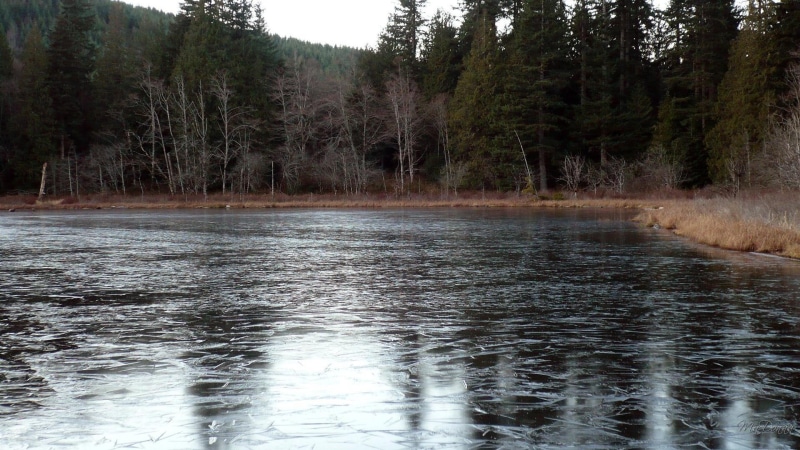 washingon, cold trees, 3d and abstract, riley, body, water, winter, icy, widescreen, lake, 1080P