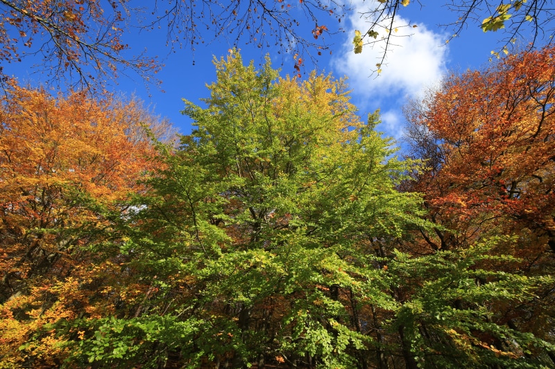 forest, scenics - nature, hope valley, beauty in nature, outdoors, united kingdom, 5K, tree, green color, low angle view, leaf, nature, sky, ladybower reservoir