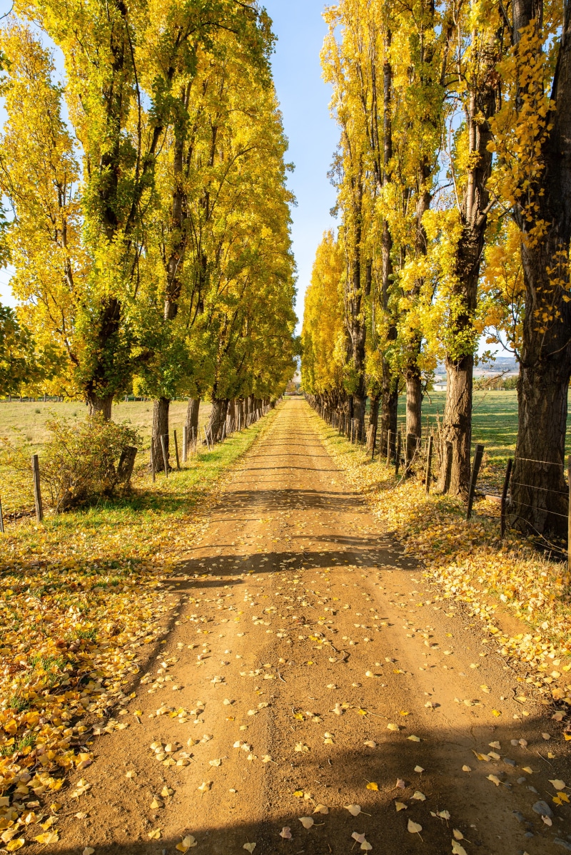 4K, leaves, fall, nature, no people, tranquil scene, derwent valley council, land, footpath, transportation, tranquility, treelined, the way forward, direction