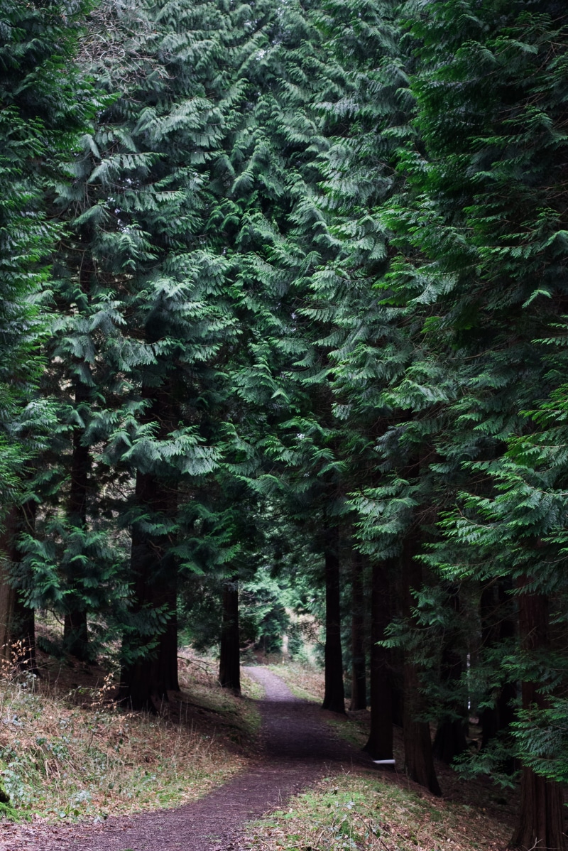 day, trees, easter, non-urban scene, hope valley, the way forward, derwent reservoir, growth, no people, park, scenics - nature, national park, tranquil scene