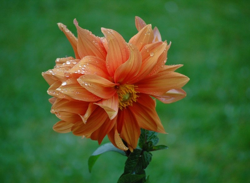 peach, photo, flower, 2K, pot marigold, close-up, rain  water, summer, selective focus, bokeh, Calendula, flower Head, dof, petal, flower  garden, Dahlia