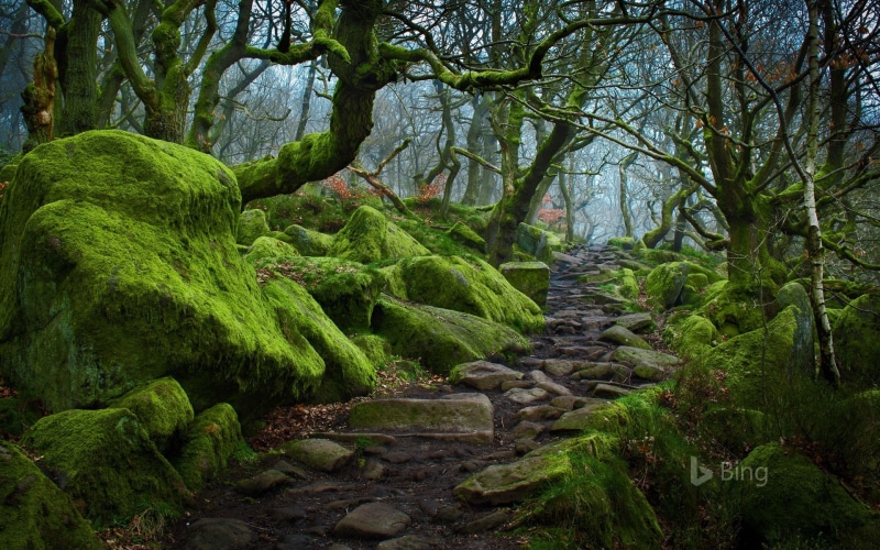 day, moss, river, tree, 1080P, tranquil scene, land, padre, nature, rainforest, valley, growth, non-urban scene, rock, beauty in nature, outdoors, plant