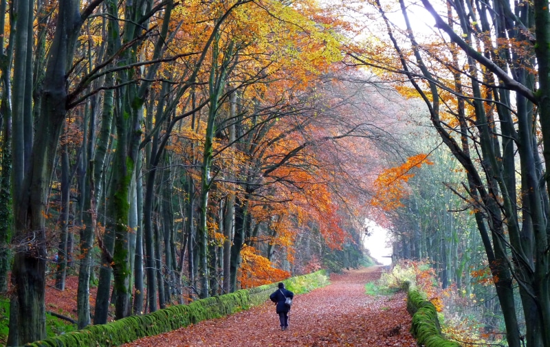 beauty in nature, land, orange color, walking, middleton top, change, tree, real people, trunk, leisure activity, autumn collection, tranquility, 2K, cromford