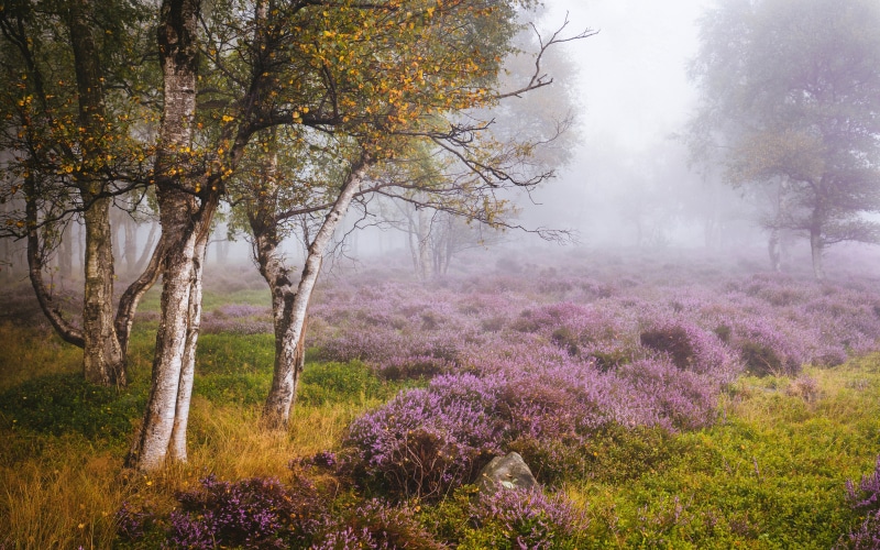 Peak District, fog, field, flower, non-urban scene, tranquility, environment, The Peak District, forest, trunk, purple, tree, trees, beauty in nature, Stanton Moor