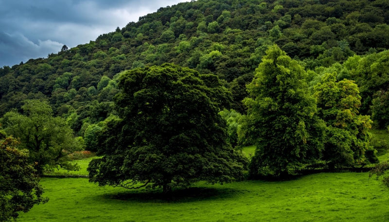 grass, trees, Derbyshire, herbs, forest, UK, green, 2K, tree