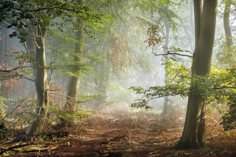 haze, 4K, morning, England, forest, Peak District, Derbyshire