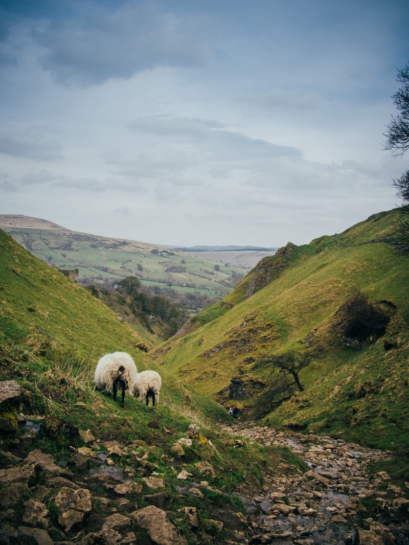 derbyshire, wildlife, beauty in nature, herbivorous, countryside, mountain, green color, 4K, hill, bear, giant panda, ravine, no people, domestic animals
