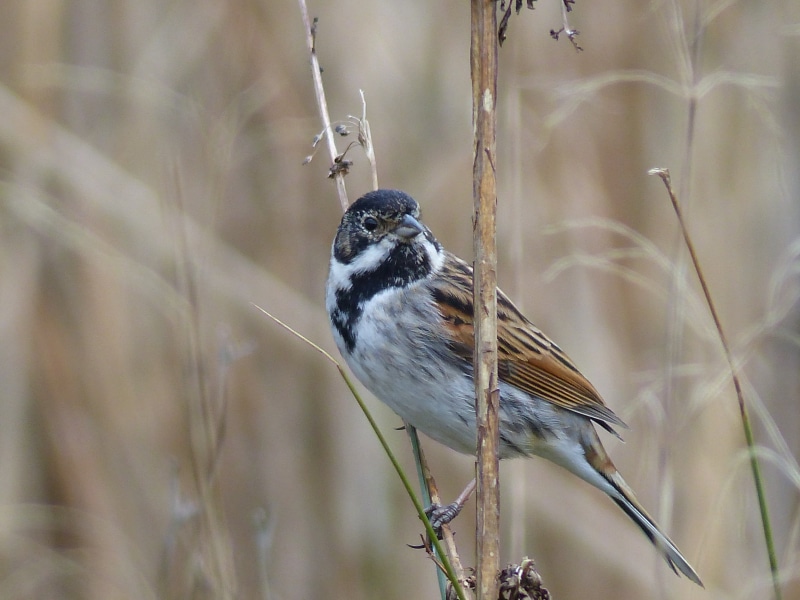 beak, Derbyshire, bird Watching, CALKE ABBEY, Reed Bunting, animal, brown bird, gray, 4K, daytime, nature, National Trust, branch, Ticknall, bird, brown