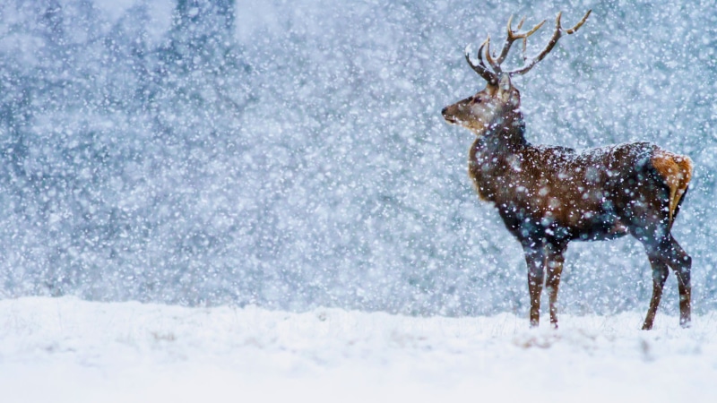 red deer, Derbyshire, winter, snow, England, 1080P