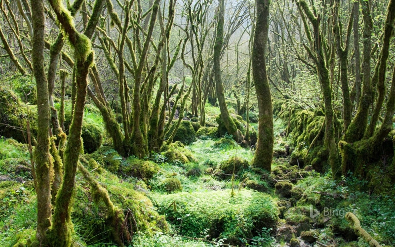 land, reserve, environment, rainforest, bing, dales, trunk, tranquil scene, scenics - nature, green color, tree trunk, tree, woodland, national, 1080P